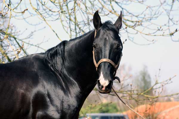 AKHAL-T&Eacute;K&Eacute;