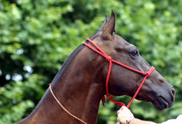 AKHAL-T&Egrave;K&Egrave;