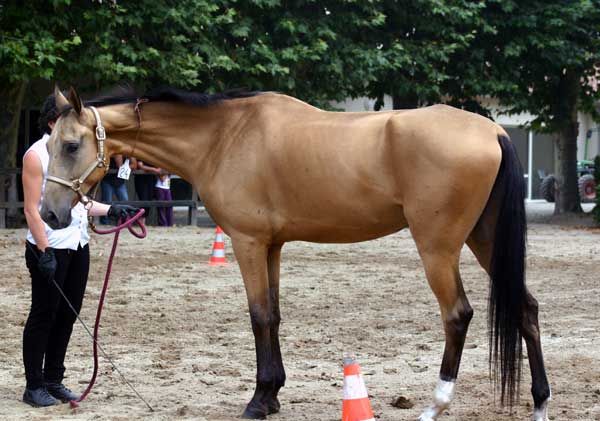 AKHAL-T&Eacute;K&Eacute;