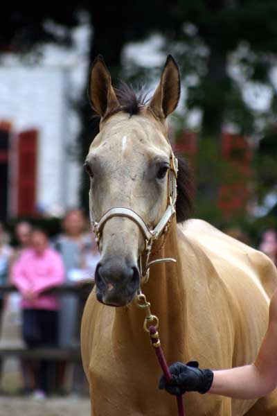 AKHAL-T&Eacute;K&Eacute;