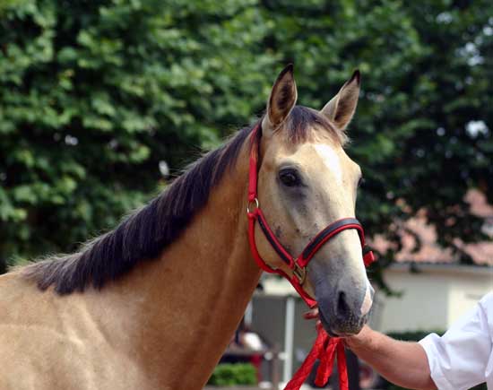 AKHAL-T&Eacute;K&Eacute;