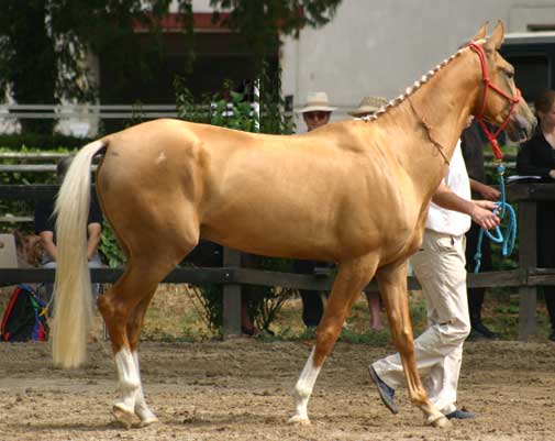 AKHAL-T&Eacute;K&Eacute;