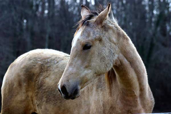 AKHAL-T&Eacute;K&Eacute;