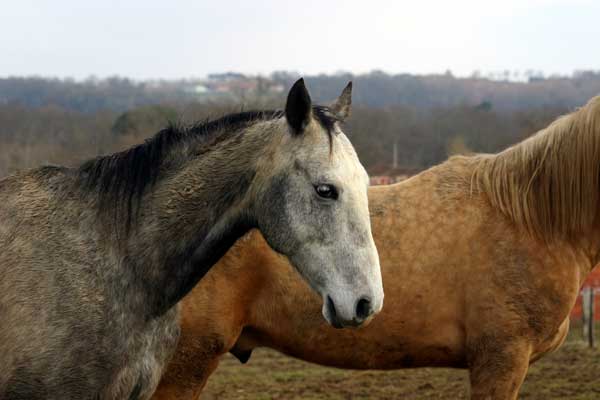AKHAL-T&Eacute;K&Eacute;