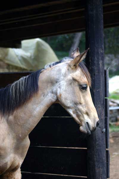 AKHAL-T&Eacute;K&Eacute;