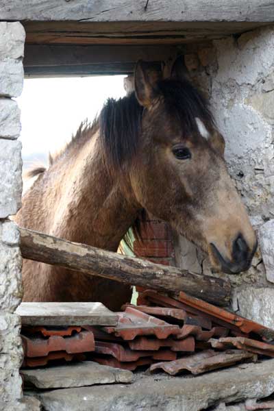 AKHAL-T&Eacute;K&Eacute;