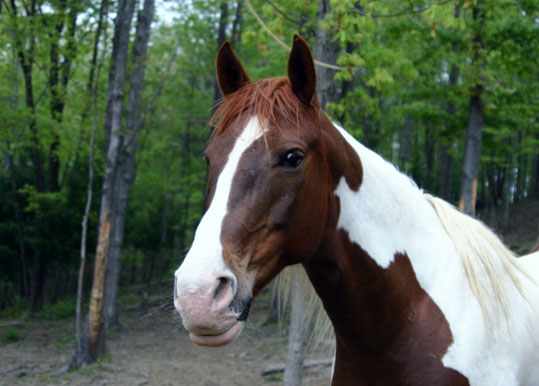 Pinto (Paint Horse)