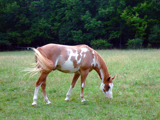 Pinto (Paint Horse)