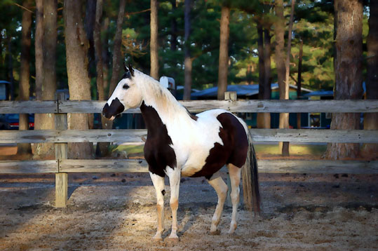 Pinto (Paint Horse)