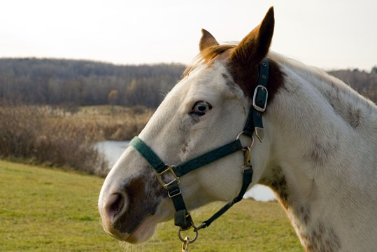 Pinto (Paint Horse)
