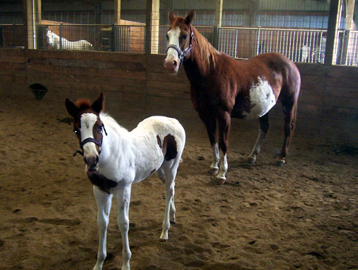 Pinto (Paint Horse)