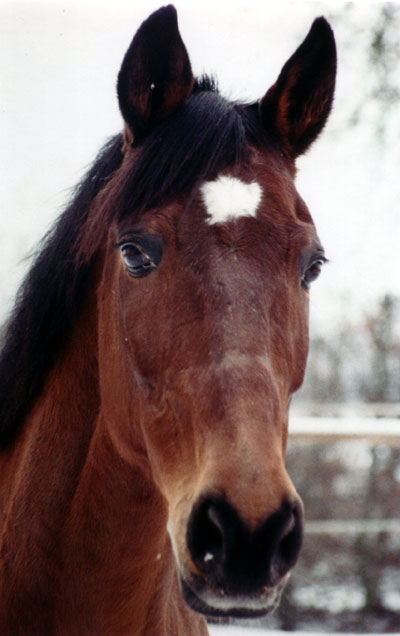 Selle Fran&ccedil;ais