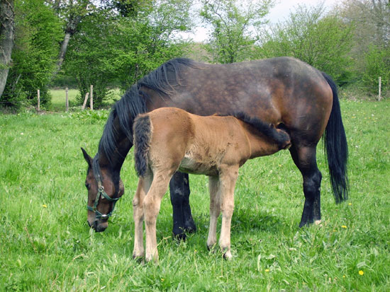 Trotteur Fran&ccedil;ais