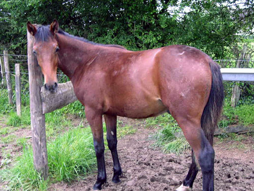 Trotteur Fran&ccedil;ais