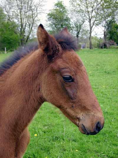 Trotteur Fran&ccedil;ais