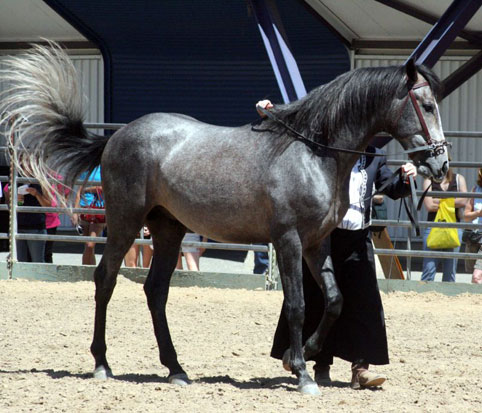 ANDALOU ET PURE RACE ESPAGNOLE (PRE)