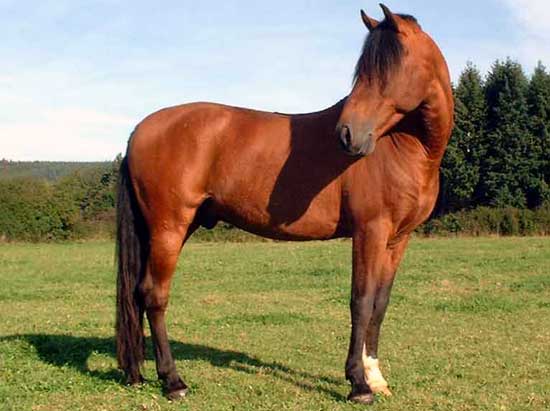 PURE RACE ESPAGNOLE (PRE)