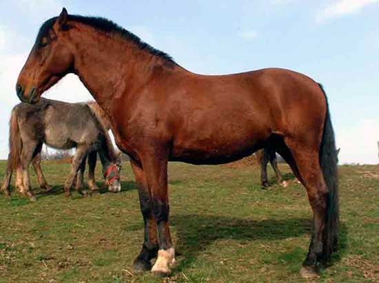 PURE RACE ESPAGNOLE (ETALON)