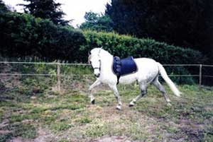 PURE RACE ESPAGNOLE (ETALON)