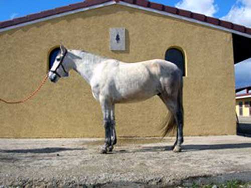 PURE RACE ESPAGNOLE (HONGRE)