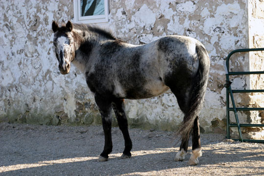 Appaloosa