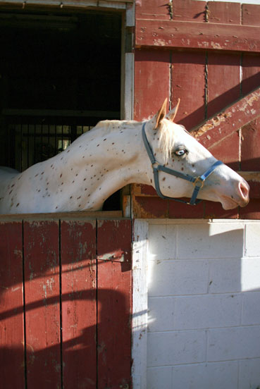Appaloosa