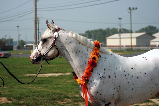 Appaloosa