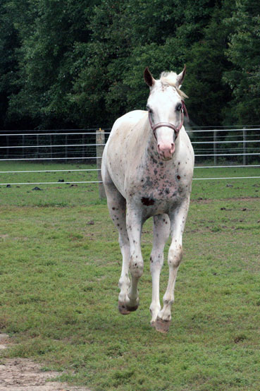 Appaloosa