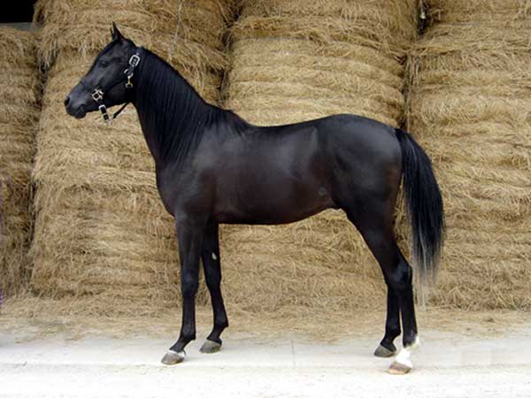 ARABE NOIR (POULICHE)