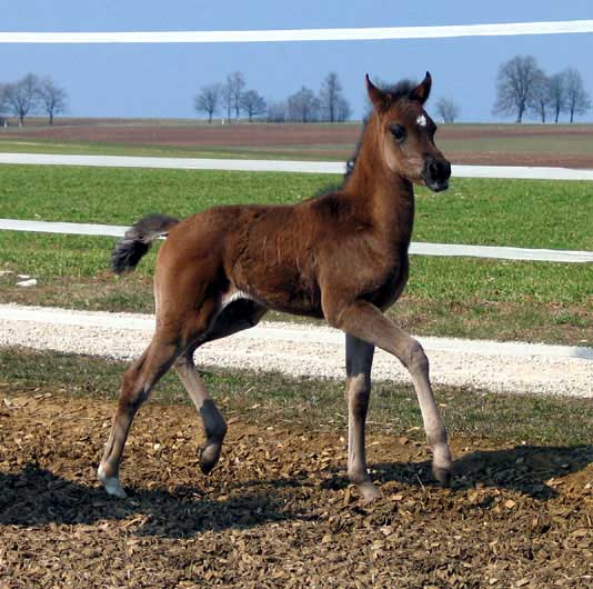 ARABE NOIR (POULAIN)
