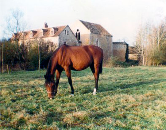 ARABE BARBE (POULINIERE)