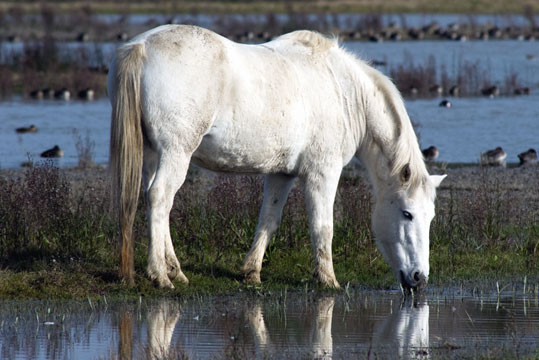 Camargue