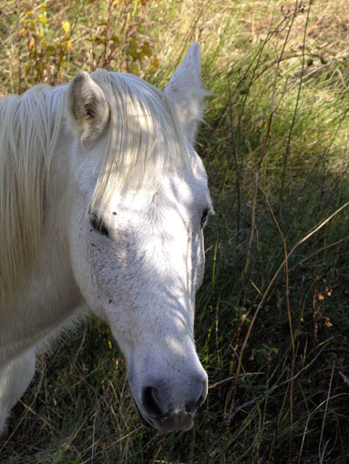 Camargue