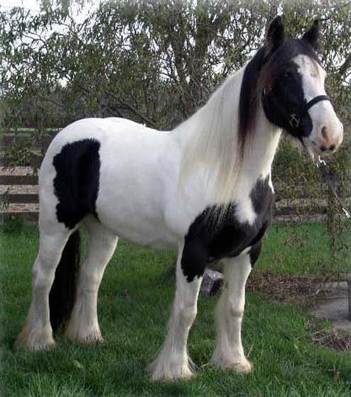 Irish Cob
