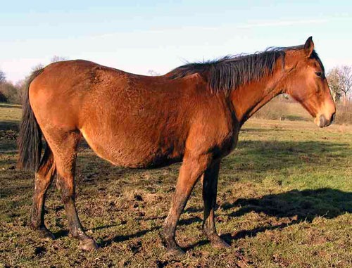 POITEVIN MULASSIER (JUMENT)