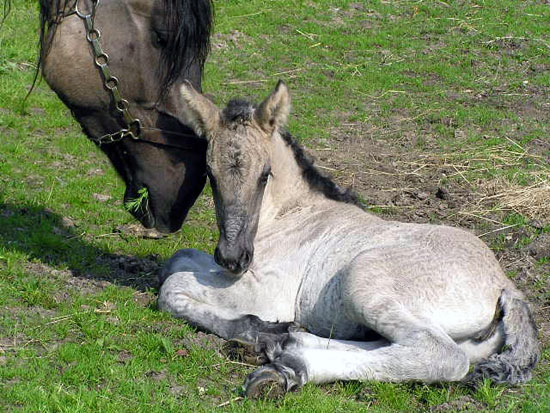 POITEVIN MULASSIER (POULICHE)