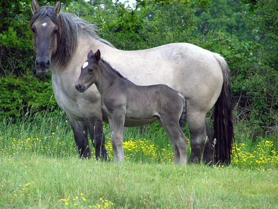 POITEVIN MULASSIER (POULICHE)