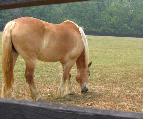 Trait Belge (Brabant)