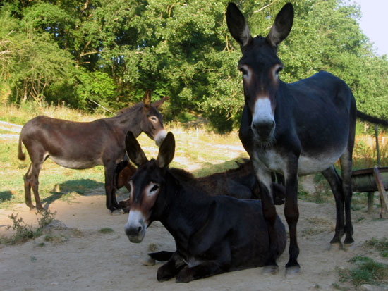 Ane des Pyr&eacute;n&eacute;es