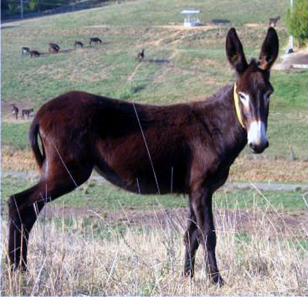 Ane des Pyr&eacute;n&eacute;es