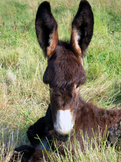Ane des Pyr&eacute;n&eacute;es