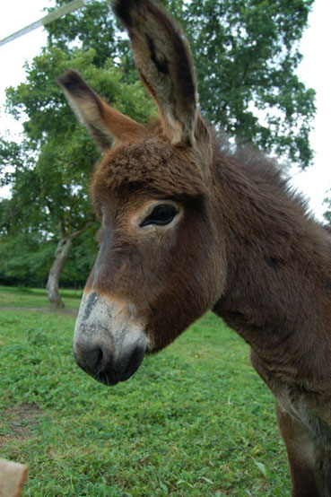 Ane des Pyr&eacute;n&eacute;es