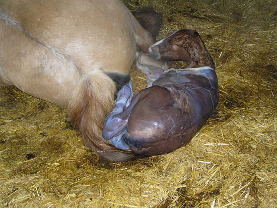 Traitpoitevinnaissancepouliche01