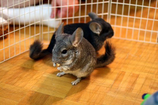 Chinchilla