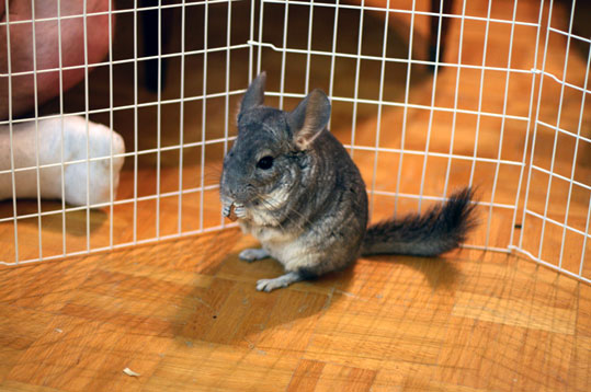 Chinchilla