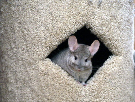 Chinchilla