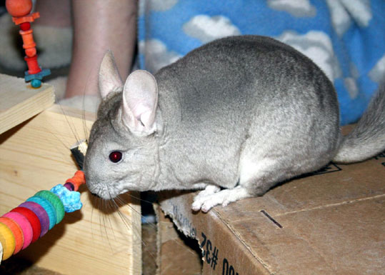 Chinchilla