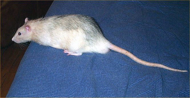 Noir Marquage Banded