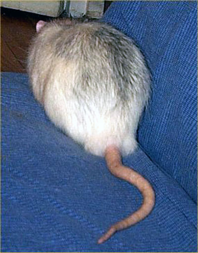 Noir Marquage Banded