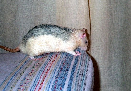 Noir Marquage Banded